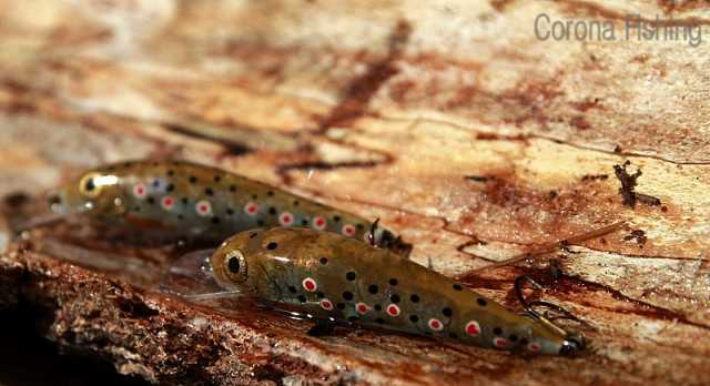 woblery Bobrzańskie